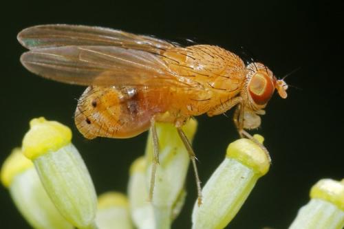 Réf. 310 089 : Sapromyzosoma laevatrispina